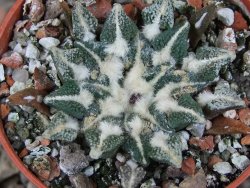Ariocarpus kotschoubeyanus elephantidens Vista Hermosa květináč 5,5 cm - 12416485