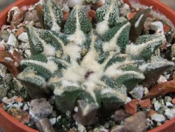 Ariocarpus kotschoubeyanus elephantidens Vista Hermosa květináč 5,5 cm - 12416486