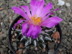Ariocarpus kotschoubeyanus elephantidens Vista Hermosa květináč 5,5 cm - 12416489