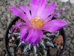 Ariocarpus kotschoubeyanus elephantidens Vista Hermosa květináč 5,5 cm