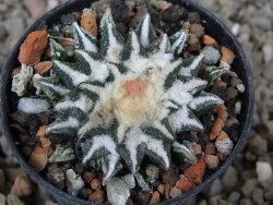 Ariocarpus kotschoubeyanus elephantidens Vista Hermosa květináč 5,5 cm - 12416496
