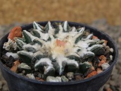 Ariocarpus kotschoubeyanus elephantidens Vista Hermosa květináč 5,5 cm - 12416497