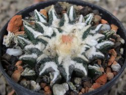 Ariocarpus kotschoubeyanus elephantidens Vista Hermosa květináč 5,5 cm - 12416499