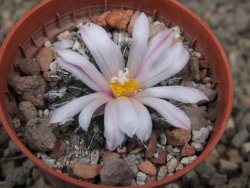 Ariocarpus kotschoubeyanus albiflorus Tula květináč 5,5 cm - 12416500