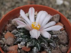 Ariocarpus kotschoubeyanus albiflorus Tula květináč 5,5 cm - 12416502