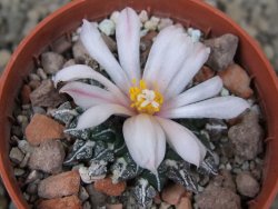 Ariocarpus kotschoubeyanus albiflorus Tula květináč 5,5 cm - 12416503