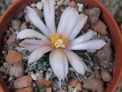 Ariocarpus kotschoubeyanus albiflorus Tula květináč 5,5 cm - 12416504