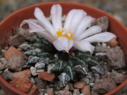 Ariocarpus kotschoubeyanus albiflorus Tula květináč 5,5 cm - 12416505