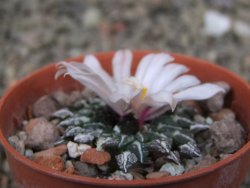 Ariocarpus kotschoubeyanus albiflorus Tula květináč 5,5 cm - 12416506