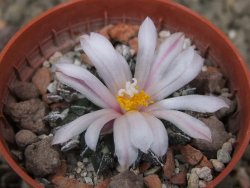 Ariocarpus kotschoubeyanus albiflorus Tula květináč 5,5 cm - 12416507