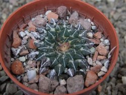 Ariocarpus kotschoubeyanus albiflorus Tula květináč 5,5 cm - 12416508