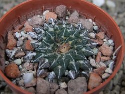 Ariocarpus kotschoubeyanus albiflorus Tula květináč 5,5 cm - 12416509