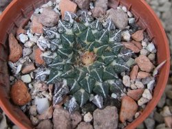 Ariocarpus kotschoubeyanus albiflorus Tula květináč 5,5 cm - 12416510