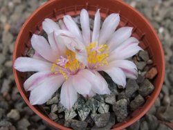 Ariocarpus kotschoubeyanus albiflorus Tula květináč 5,5 cm