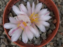 Ariocarpus kotschoubeyanus albiflorus Tula květináč 5,5 cm - 12416513