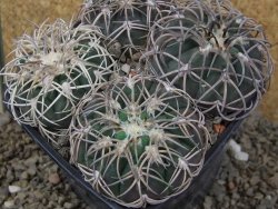 Gymnocalycium spegazzinii punillaense 4x Tom 06-81/1 El Obelisco, 11 cm květináč - 12416520