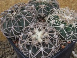 Gymnocalycium spegazzinii punillaense 4x Tom 06-81/1 El Obelisco, 11 cm květináč - 12416522