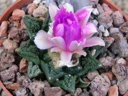 Ariocarpus fissuratus hintonii Matehuala květináč 6,5 cm Cites IA