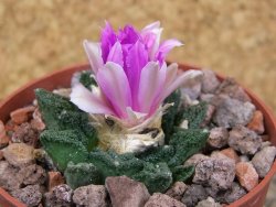 Ariocarpus fissuratus hintonii Matehuala květináč 6,5 cm Cites IA - 12416526