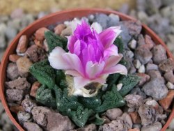 Ariocarpus fissuratus hintonii Matehuala květináč 6,5 cm Cites IA - 12416530