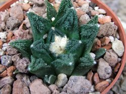 Ariocarpus fissuratus hintonii Matehuala květináč 6,5 cm Cites IA - 12416535
