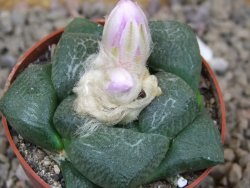Ariocarpus lloydii, květináč 6,5 cm