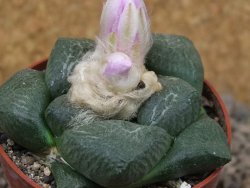 Ariocarpus lloydii, květináč 6,5 cm - 12416537