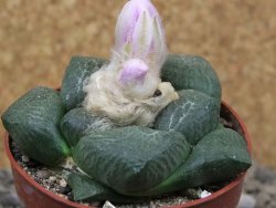 Ariocarpus lloydii, květináč 6,5 cm - 12416538