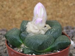 Ariocarpus lloydii, květináč 6,5 cm - 12416541