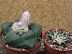 Ariocarpus lloydii, květináč 6,5 cm - 12416544