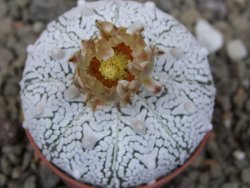 Astrophytum Z Jasenné květináč 5,5 cm - 12416546