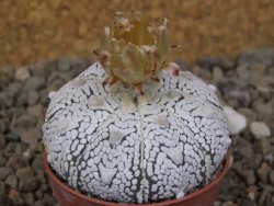 Astrophytum Z Jasenné květináč 5,5 cm - 12416547