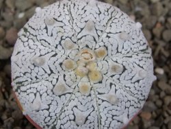 Astrophytum Z Jasenné květináč 5,5 cm - 12416548