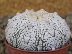 Astrophytum Z Jasenné květináč 5,5 cm - 12416552