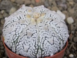 Astrophytum Z Jasenné květináč 5,5 cm - 12416553