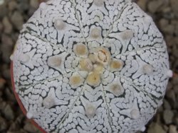 Astrophytum Z Jasenné květináč 5,5 cm - 12416554