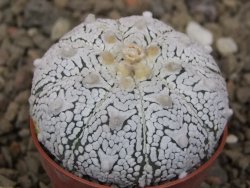 Astrophytum Z Jasenné květináč 5,5 cm - 12416555
