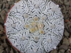 Astrophytum Z Jasenné květináč 5,5 cm - 12416556