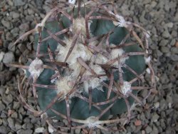 Echinocactus horizonthalonius IDD049/03 Jacales, květináč 6,5 cm - 12416558