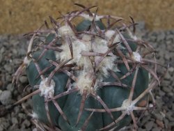 Echinocactus horizonthalonius IDD049/03 Jacales, květináč 6,5 cm