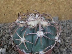 Echinocactus horizonthalonius IDD049/03 Jacales, květináč 6,5 cm - 12416562