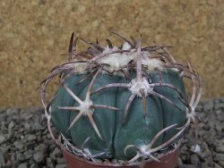Echinocactus horizonthalonius IDD049/03 Jacales, květináč 6,5 cm - 12416563