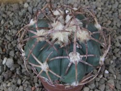 Echinocactus horizonthalonius IDD049/03 Jacales, květináč 6,5 cm - 12416564