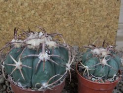 Echinocactus horizonthalonius IDD049/03 Jacales, květináč 6,5 cm - 12416565