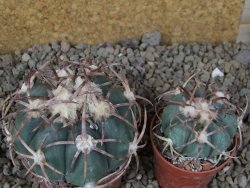 Echinocactus horizonthalonius IDD049/03 Jacales, květináč 6,5 cm - 12416566