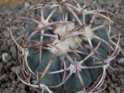 Echinocactus horizonthalonius IDD049/03 Jacales, květináč 6,5 cm