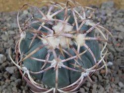 Echinocactus horizonthalonius IDD049/03 Jacales, květináč 6,5 cm - 12416568