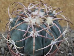 Echinocactus horizonthalonius IDD049/03 Jacales, květináč 6,5 cm - 12416569