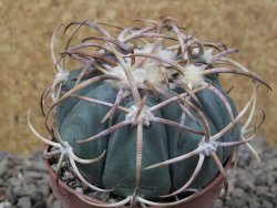Echinocactus horizonthalonius IDD049/03 Jacales, květináč 6,5 cm - 12416570