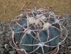 Echinocactus horizonthalonius IDD049/03 Jacales, květináč 6,5 cm - 12416572